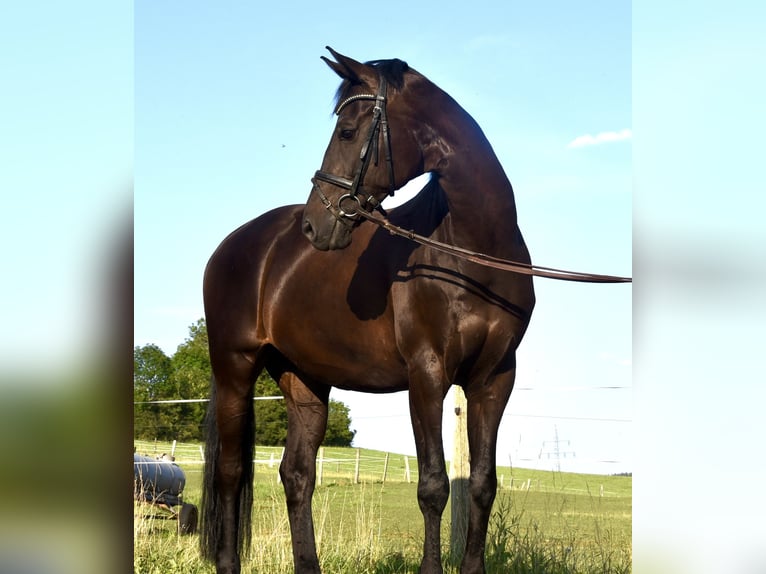 German Riding Horse Gelding 10 years 16,2 hh Smoky-Black in Waldeck