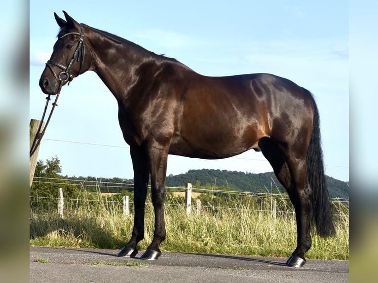 German Riding Horse Gelding 10 years 16,2 hh Smoky-Black in Waldeck