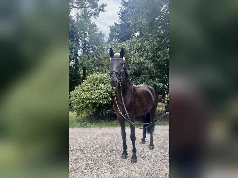German Riding Horse Gelding 10 years 16 hh Black in Bottrop