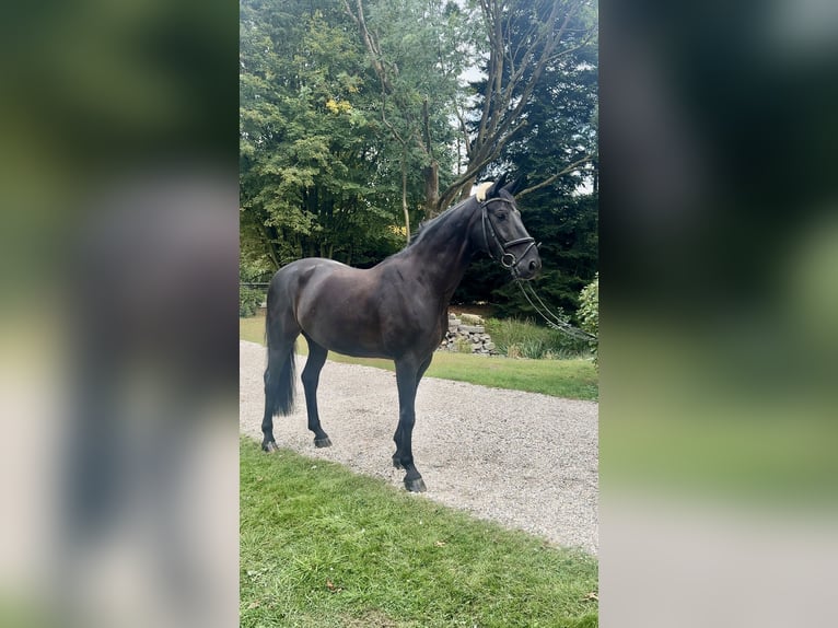 German Riding Horse Gelding 10 years 16 hh Black in Bottrop