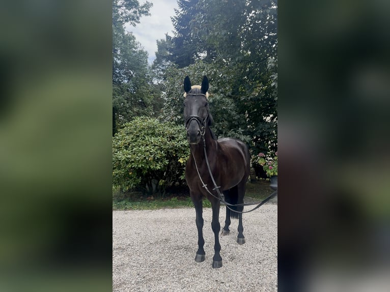 German Riding Horse Gelding 10 years 16 hh Black in Bottrop