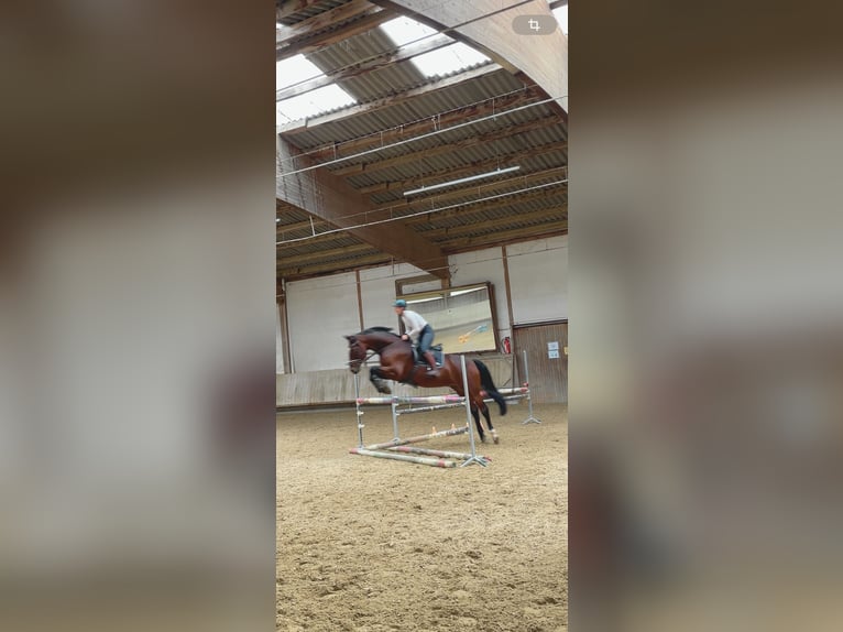 German Riding Horse Gelding 10 years 16 hh Brown in Bad Urach