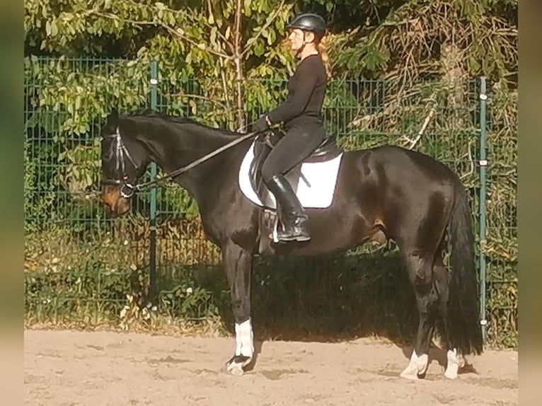 German Riding Horse Gelding 10 years 16 hh Smoky-Black in Z&#xF6;rbig