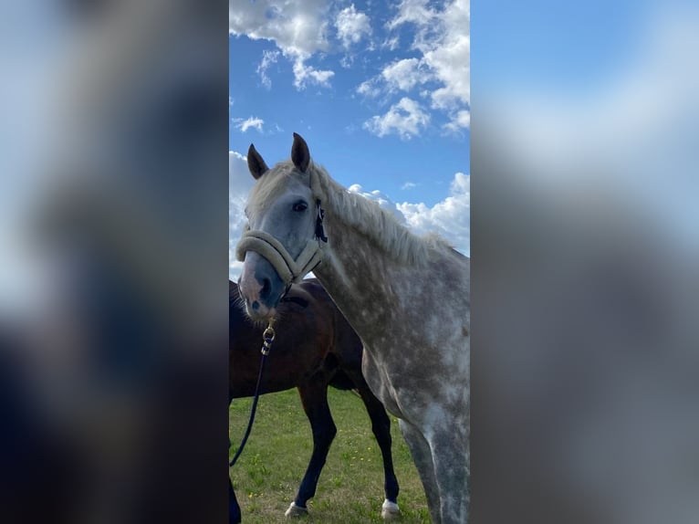 German Riding Horse Gelding 10 years 16,1 hh Grey in Verden (Aller)