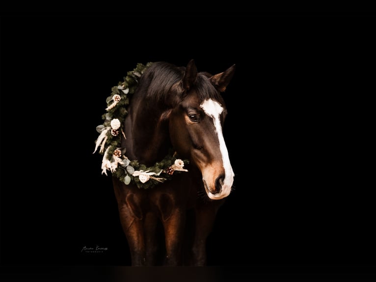 German Riding Horse Gelding 10 years 16,2 hh Bay-Dark in Ratingen