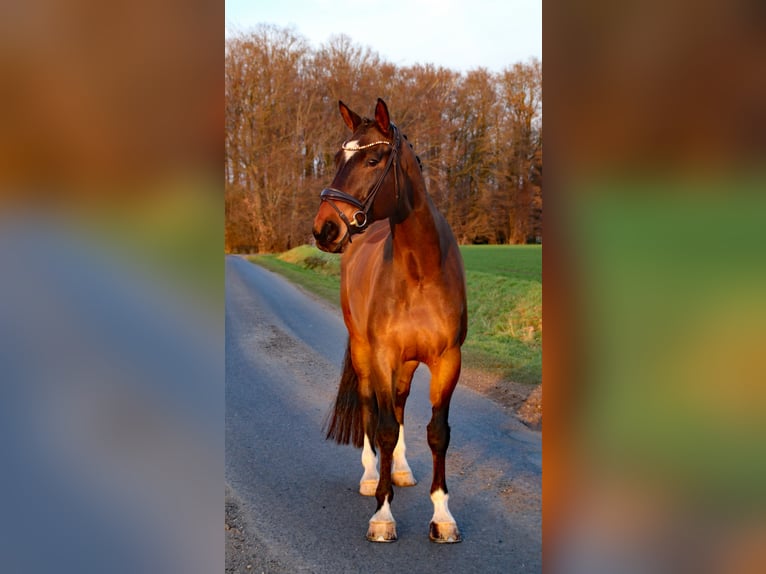 German Riding Horse Gelding 10 years 17.3 hh Brown in Heek