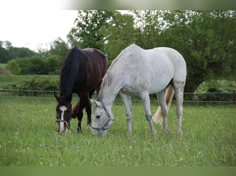 German Riding Horse Gelding 10 years 17 hh Bay-Dark in Mülheim an der Ruhr