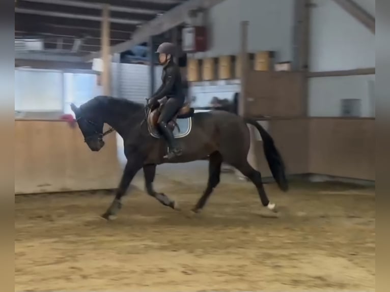 German Riding Horse Gelding 10 years 17 hh Bay-Dark in Schömberg