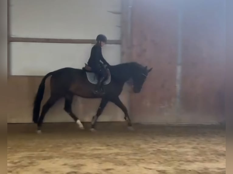 German Riding Horse Gelding 10 years 17 hh Bay-Dark in Schömberg