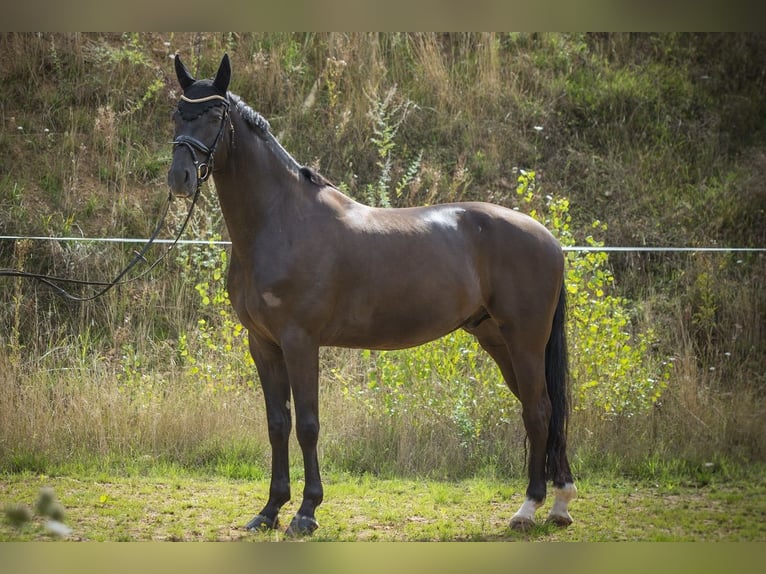 German Riding Horse Gelding 10 years 17 hh Black in Großlangheim
