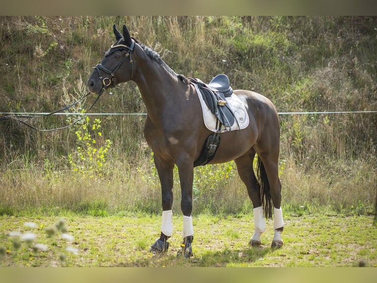 German Riding Horse Gelding 10 years 17 hh Black in Großlangheim