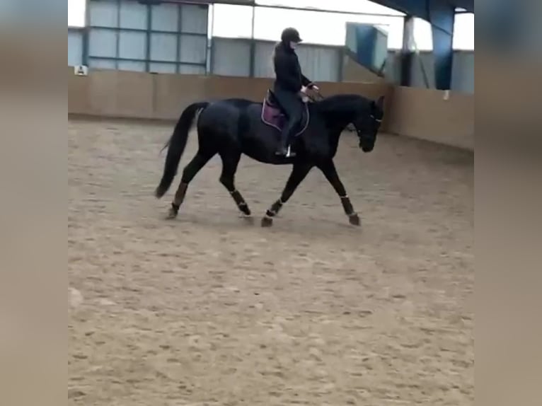 German Riding Horse Gelding 10 years 17 hh Black in Zossen