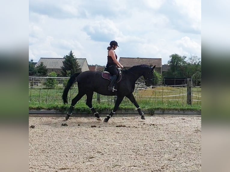 German Riding Horse Gelding 10 years 17 hh Black in Zossen