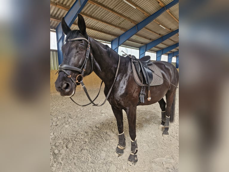 German Riding Horse Gelding 10 years 17 hh Black in Zossen