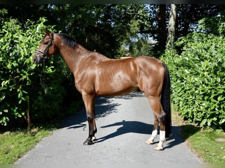 German Riding Horse Gelding 10 years 17 hh Brown in Karlsfeld