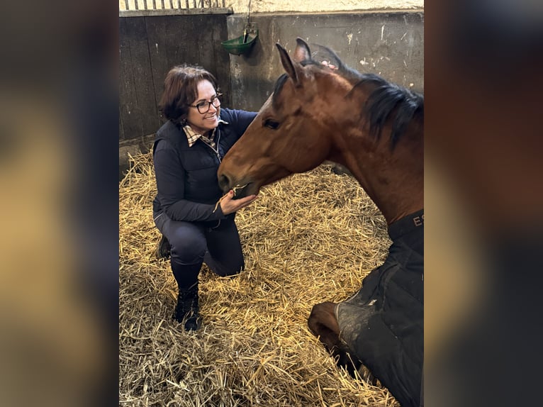 German Riding Horse Gelding 10 years 17 hh Brown in Karlsfeld