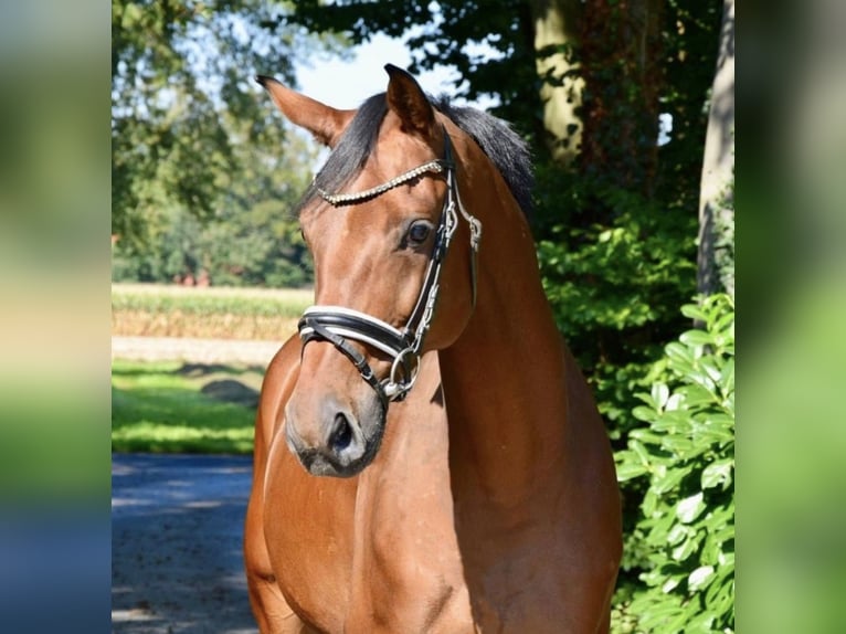 German Riding Horse Gelding 10 years 17 hh Brown in Karlsfeld