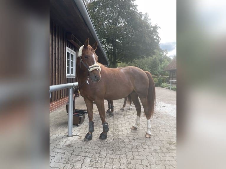 German Riding Horse Mix Gelding 11 years 15.2 hh Chestnut-Red in Bismark