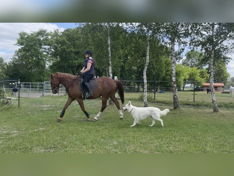 German Riding Horse Mix Gelding 11 years 15.2 hh Chestnut-Red in Bismark