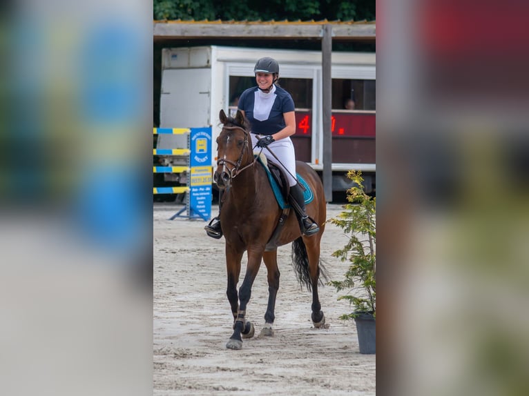 German Riding Horse Gelding 11 years 15,2 hh in Boudour