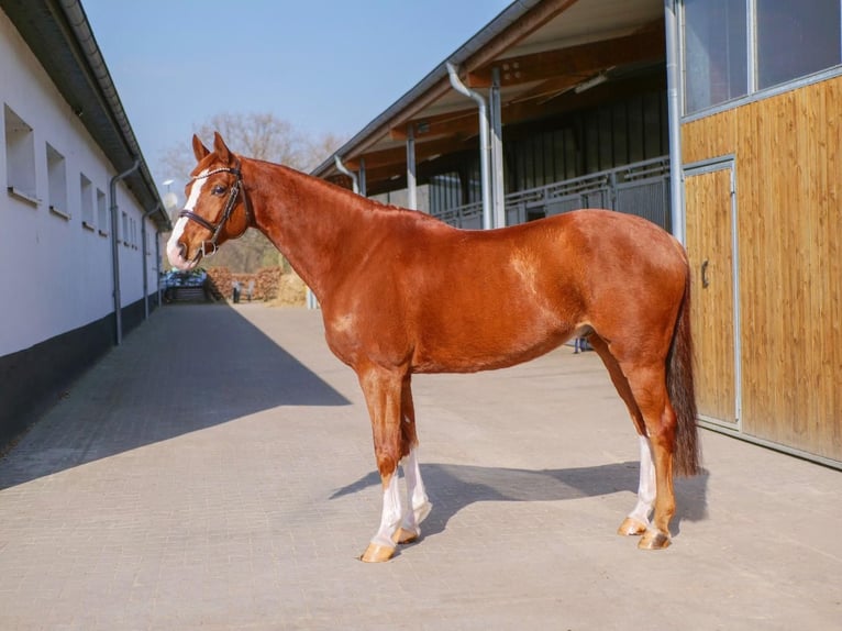 German Riding Horse Gelding 11 years 15,2 hh Chestnut-Red in Ankum