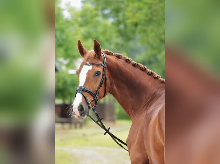 German Riding Horse Gelding 11 years 16.1 hh Chestnut-Red in Saerbeck