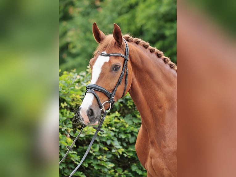 German Riding Horse Gelding 11 years 16.1 hh Chestnut-Red in Saerbeck