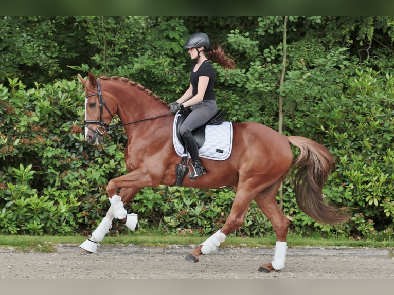 German Riding Horse Gelding 11 years 16.1 hh Chestnut-Red in Saerbeck