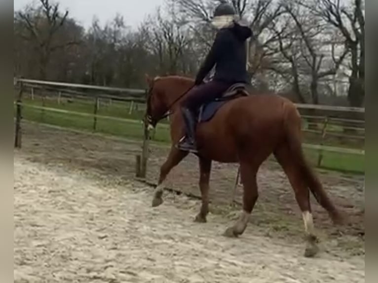 German Riding Horse Gelding 11 years 16.1 hh Chestnut-Red in Opende