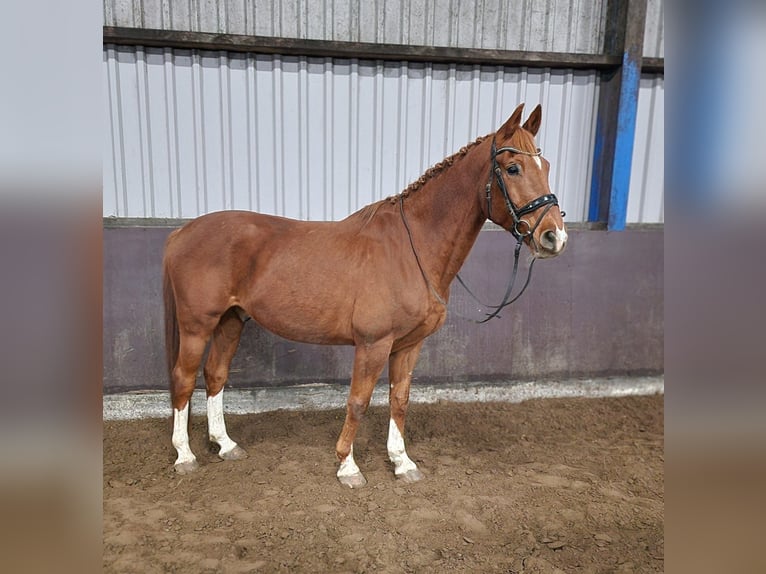 German Riding Horse Gelding 11 years 16.1 hh Chestnut-Red in Opende