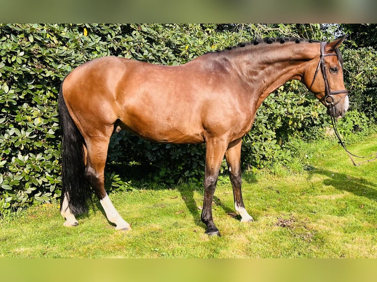 German Riding Horse Gelding 11 years 16,2 hh Brown in Melle