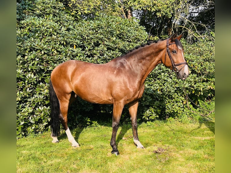 German Riding Horse Gelding 11 years 16,2 hh Brown in Melle