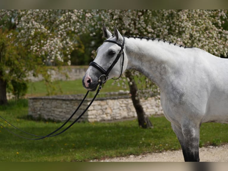 German Riding Horse Gelding 11 years 16.2 hh Grey in Neu-Ulm