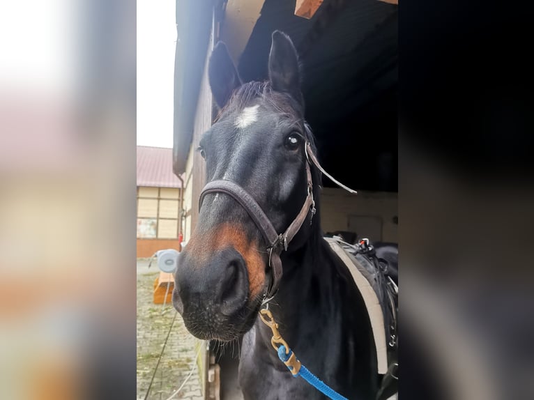 German Riding Horse Gelding 11 years 16 hh Smoky-Black in Zörbig