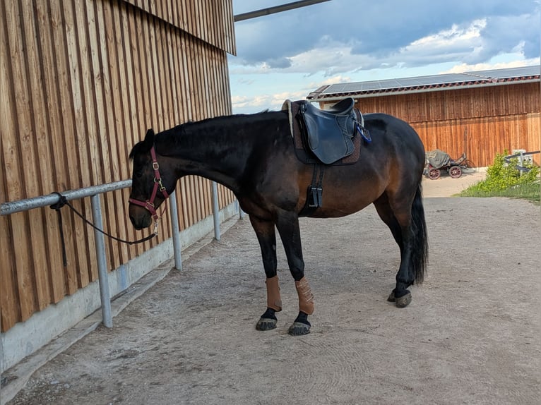 German Riding Horse Mix Gelding 11 years 16,1 hh Bay-Dark in Schöningen