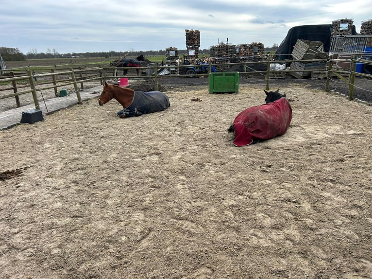 German Riding Horse Gelding 11 years 16,1 hh Chestnut-Red in Opende