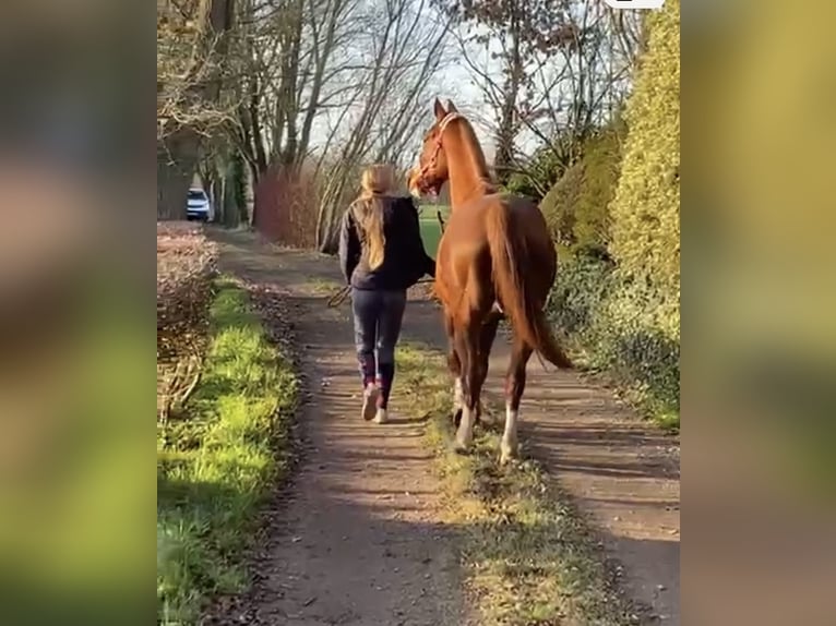 German Riding Horse Gelding 11 years 16,1 hh Chestnut-Red in Opende