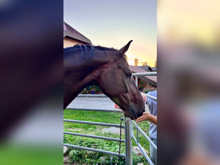 German Riding Horse Gelding 11 years 17 hh Bay-Dark in Elsbethen