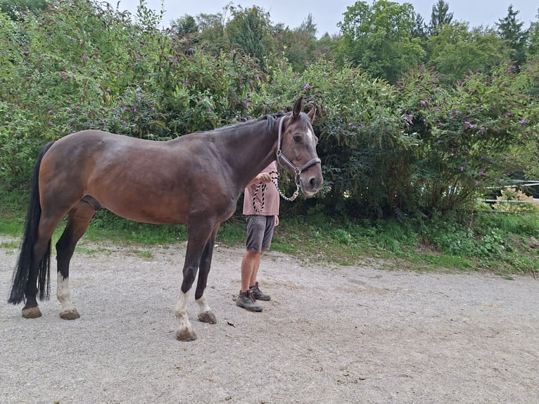 German Riding Horse Gelding 11 years 17 hh Bay-Dark in Elsbethen