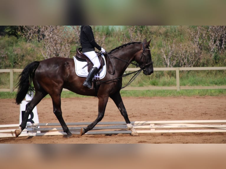 German Riding Horse Gelding 11 years 17 hh Black in Jüterbog