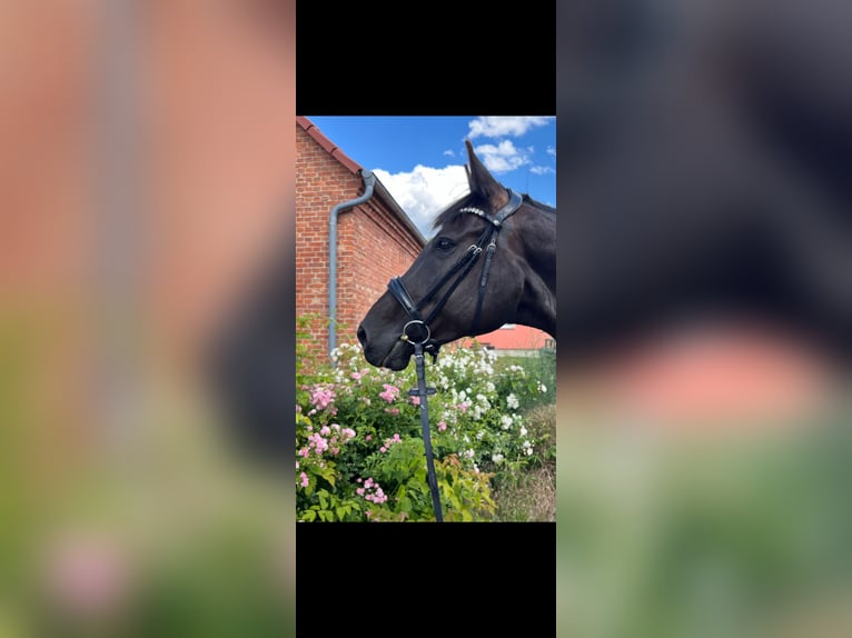 German Riding Horse Gelding 11 years 17 hh Black in Jüterbog