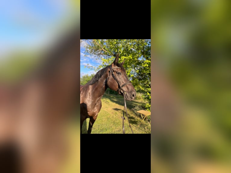 German Riding Horse Gelding 11 years 17 hh Black in Jüterbog