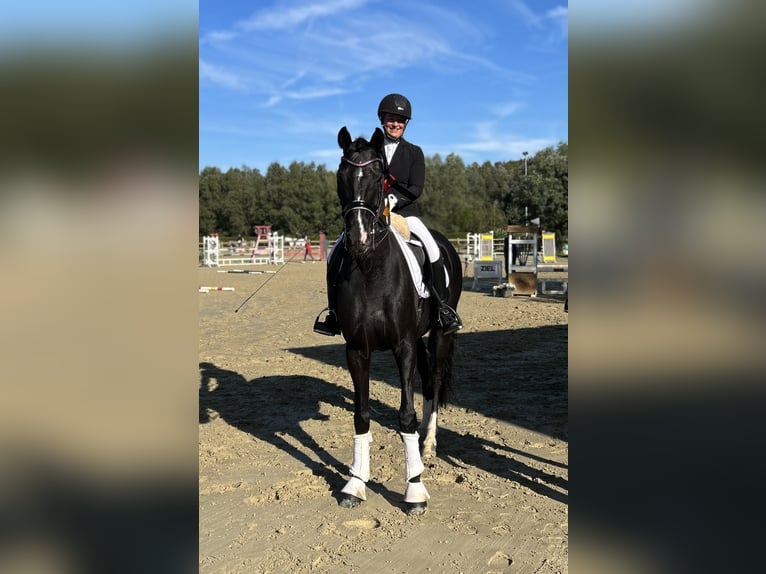 German Riding Horse Gelding 11 years 17 hh Smoky-Black in Olfen