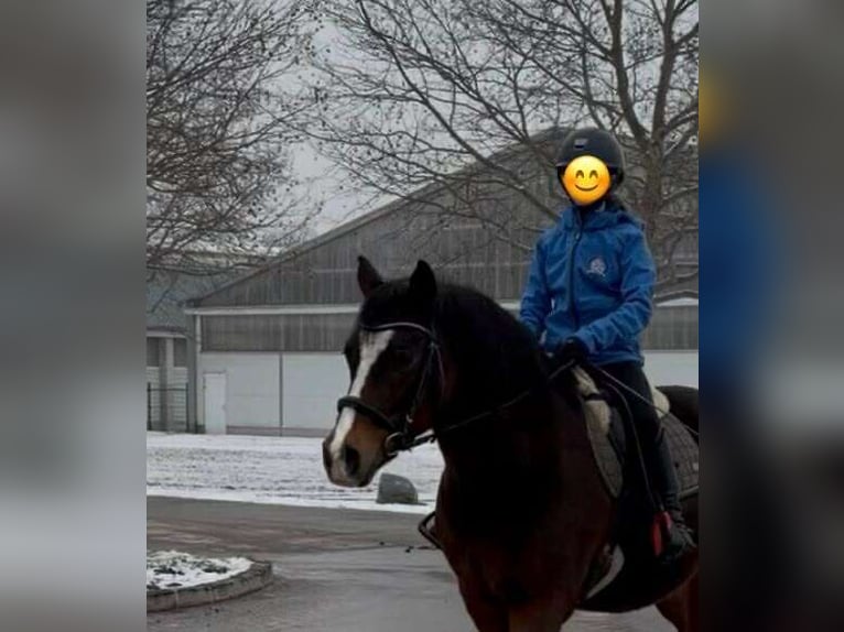 German Riding Horse Gelding 12 years 14.2 hh Brown in Enzesfeld-Lindabrunn