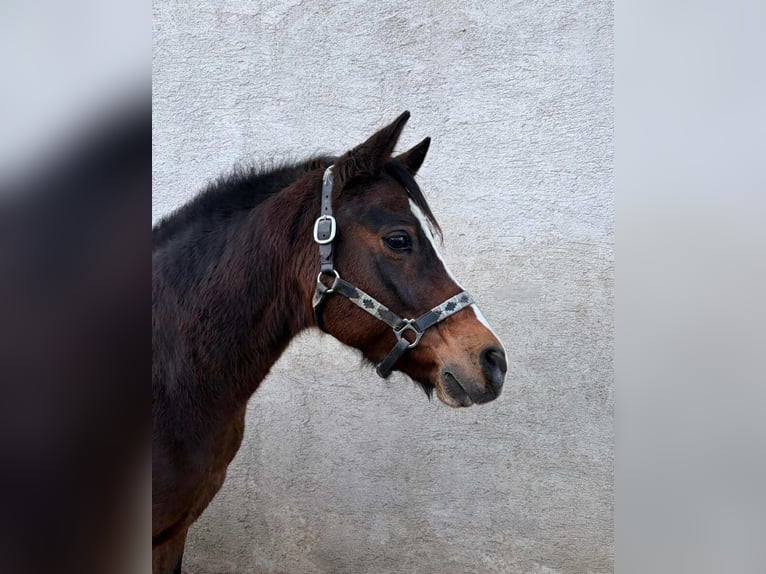 German Riding Horse Gelding 12 years 14,2 hh Brown in Enzesfeld-Lindabrunn