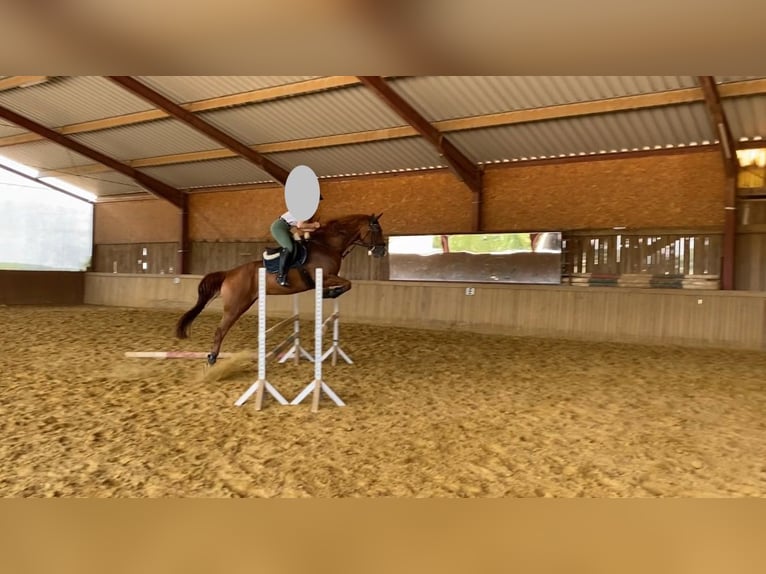 German Riding Horse Gelding 12 years 16 hh Chestnut-Red in Rheinböllen