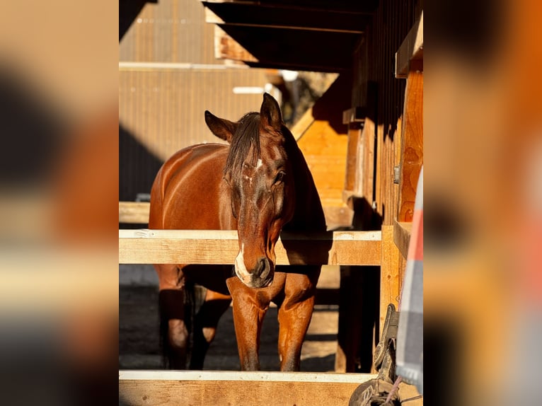 German Riding Horse Gelding 12 years 17.2 hh Brown in Garching bei München