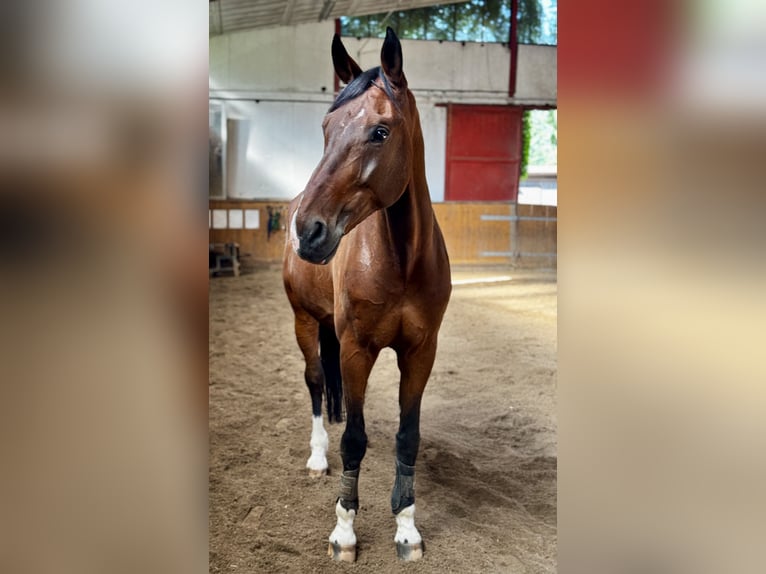 German Riding Horse Gelding 12 years 17.2 hh Brown in Garching bei München