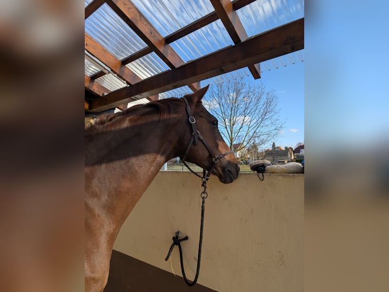 German Riding Horse Gelding 12 years 17 hh Chestnut-Red in Praktisch