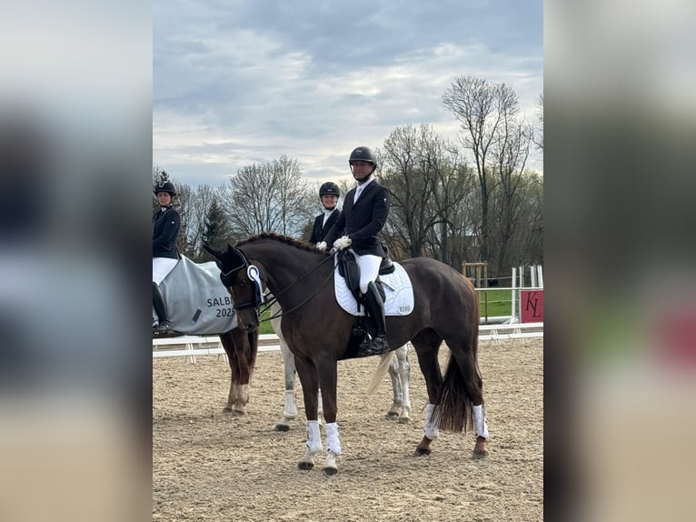 German Riding Horse Gelding 12 years 17 hh Chestnut-Red in Praktisch